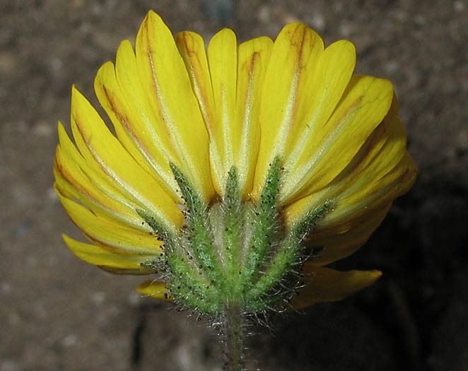 Detailed Picture 2 of Common Madia