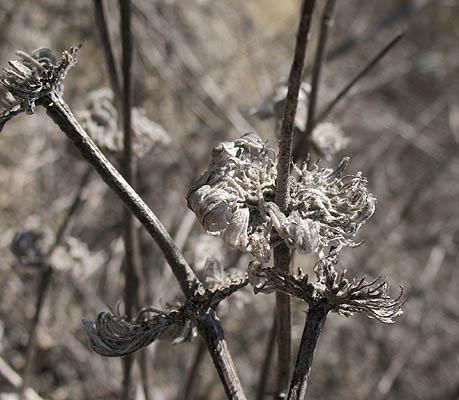 Detailed Picture 4 of Purple Sage