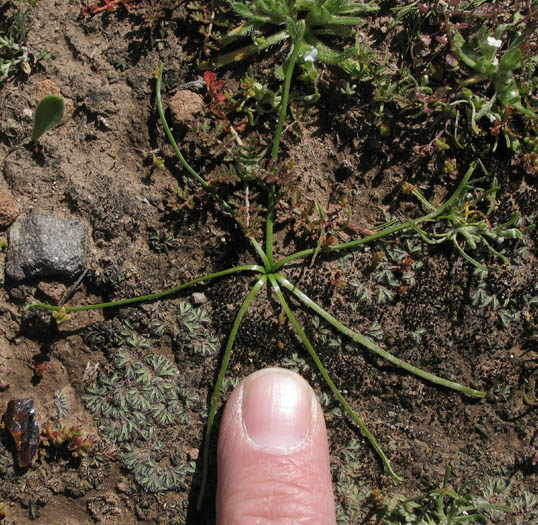 Detailed Picture 5 of Common Muilla