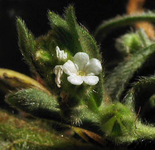 Detailed Picture 3 of Valley Popcorn Flower