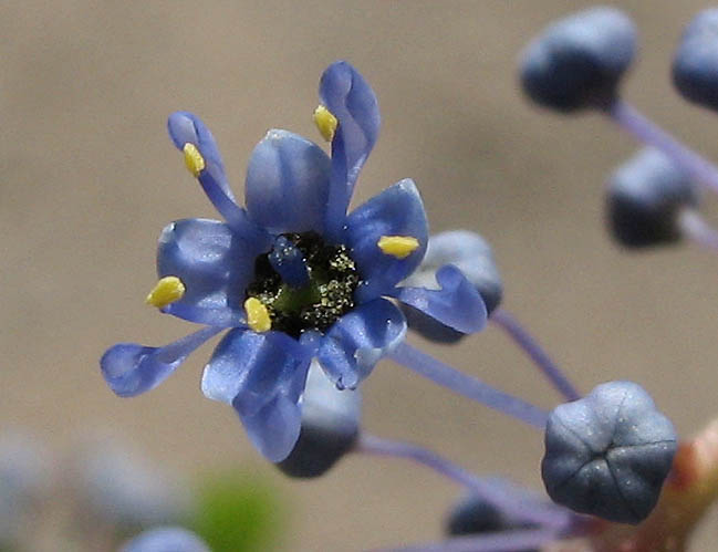 Detailed Picture 3 of Hairy-leaved Ceanothus