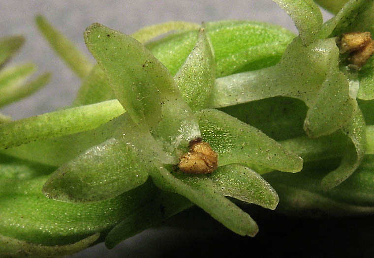 Detailed Picture 1 of Denseflower Rein Orchid