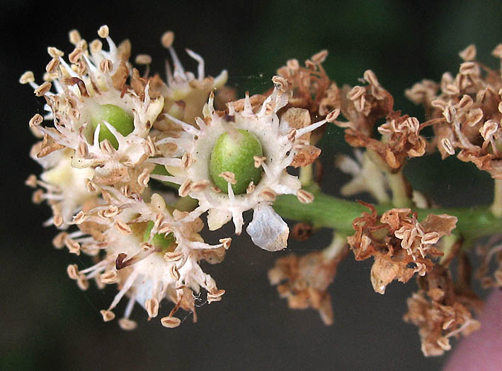 Detailed Picture 2 of Catalina Cherry