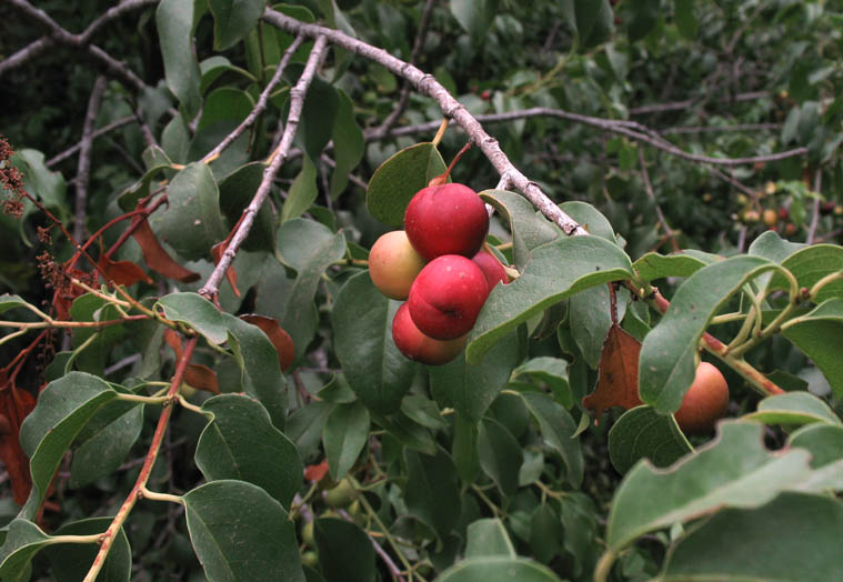 Detailed Picture 7 of Catalina Cherry