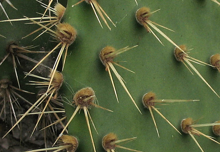 Detailed Picture 6 of Prickly Pear