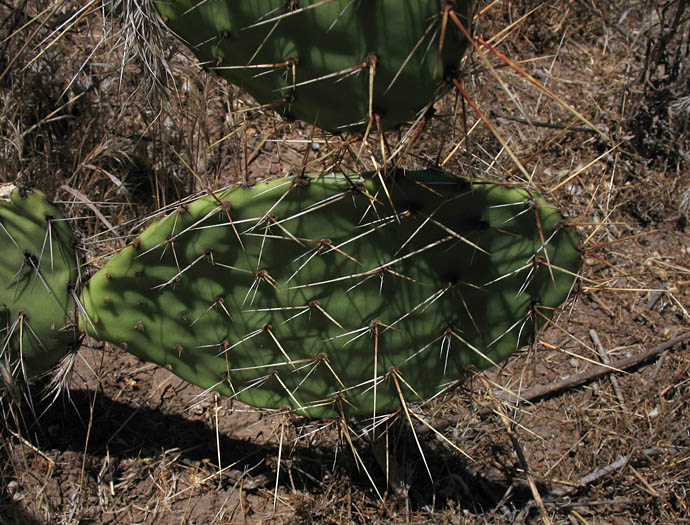 Detailed Picture 7 of Brown-Spined Prickly-Pear