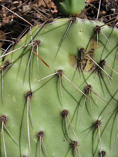 Detailed Picture 5 of Brown-Spined Prickly-Pear