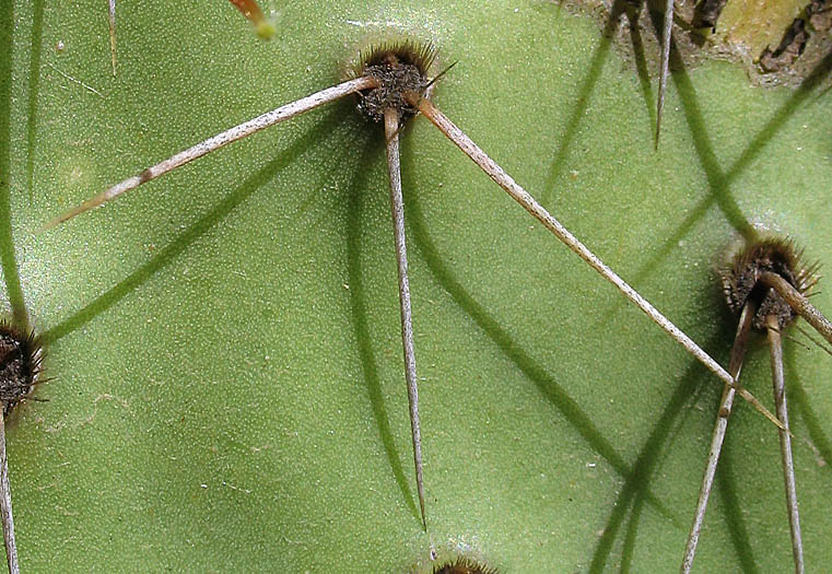 Detailed Picture 6 of Brown-Spined Prickly-Pear