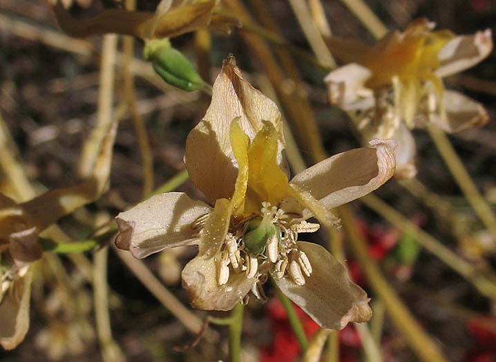Detailed Picture 4 of Scarlet Larkspur