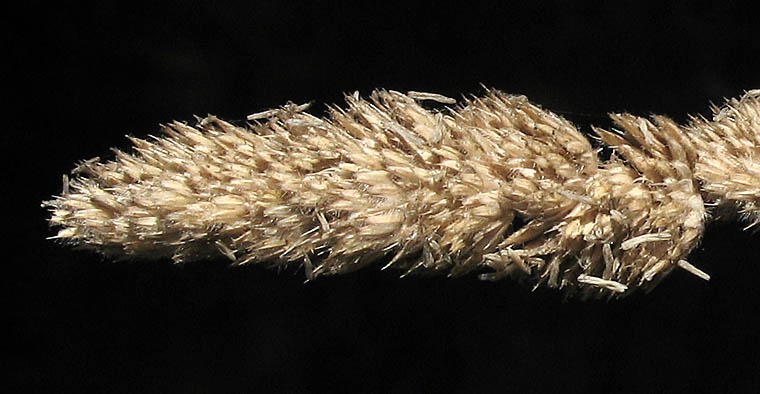 Detailed Picture 8 of Orchard Grass