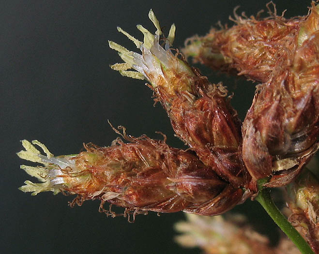 Detailed Picture 1 of California Bulrush