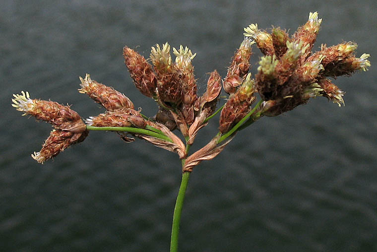 Detailed Picture 2 of California Bulrush
