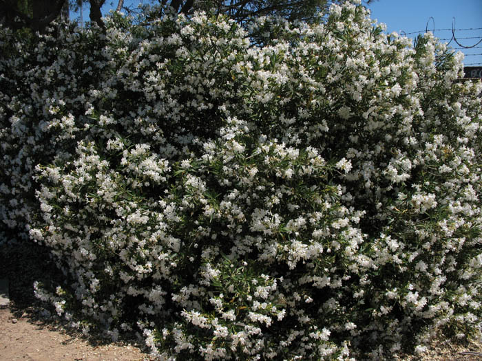 Detailed Picture 6 of Oleander