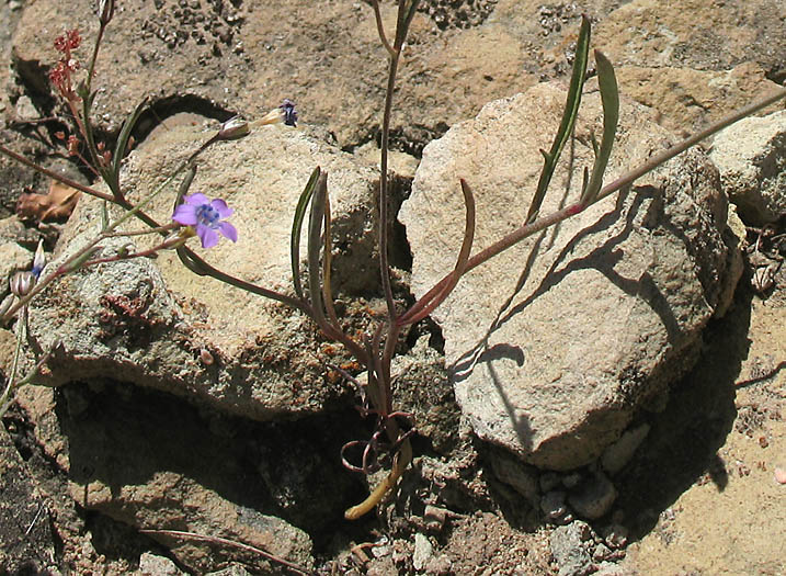 Detailed Picture 18 of Bridges' Pincushionplant