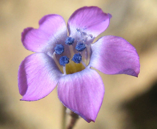 Detailed Picture 3 of Bridges' Pincushionplant