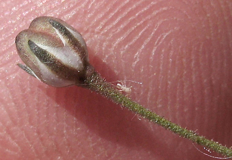 Detailed Picture 14 of Bridges' Pincushionplant