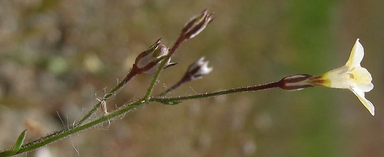Detailed Picture 10 of Bridges' Pincushionplant