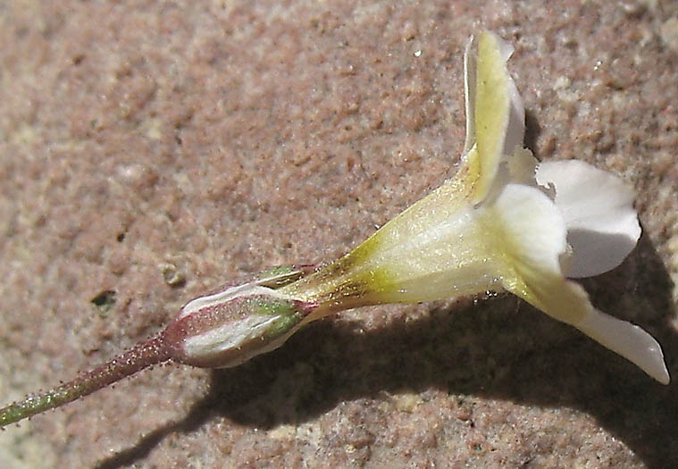 Detailed Picture 9 of Bridges' Pincushionplant