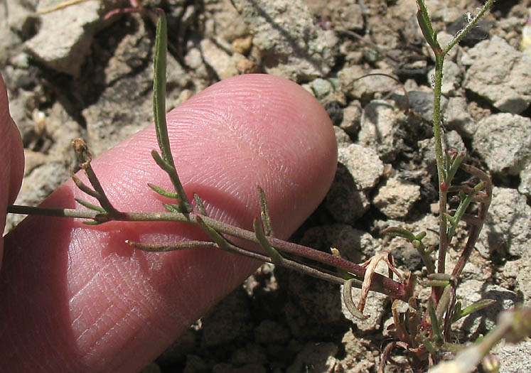 Detailed Picture 19 of Bridges' Pincushionplant