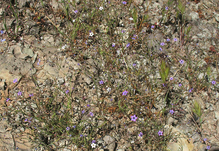 Detailed Picture 20 of Bridges' Pincushionplant