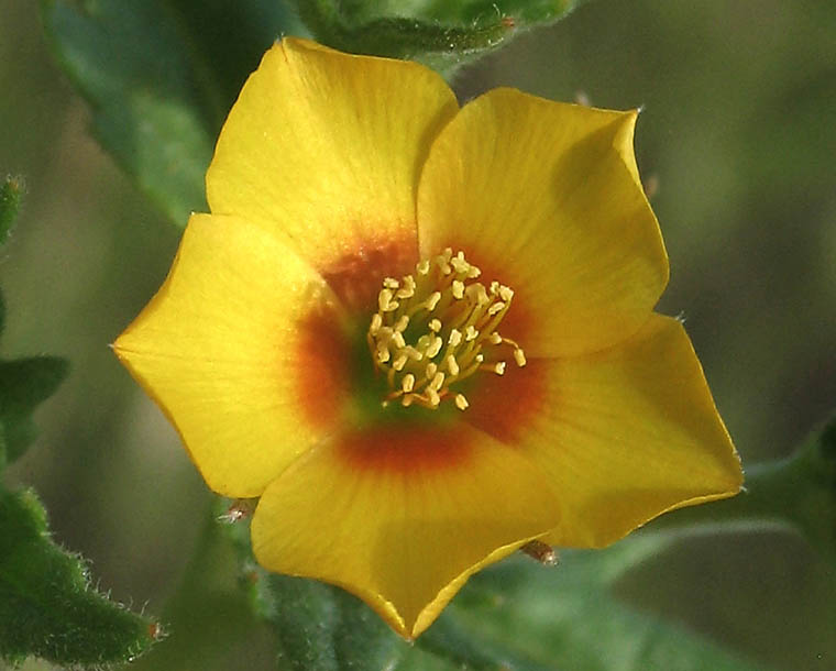 Detailed Picture 1 of Veatch's Blazing Star