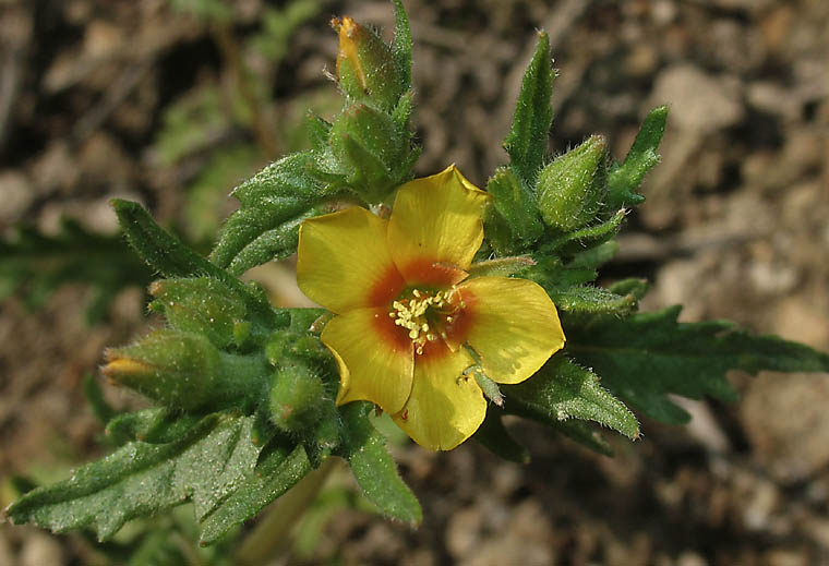 Detailed Picture 2 of Veatch's Blazing Star