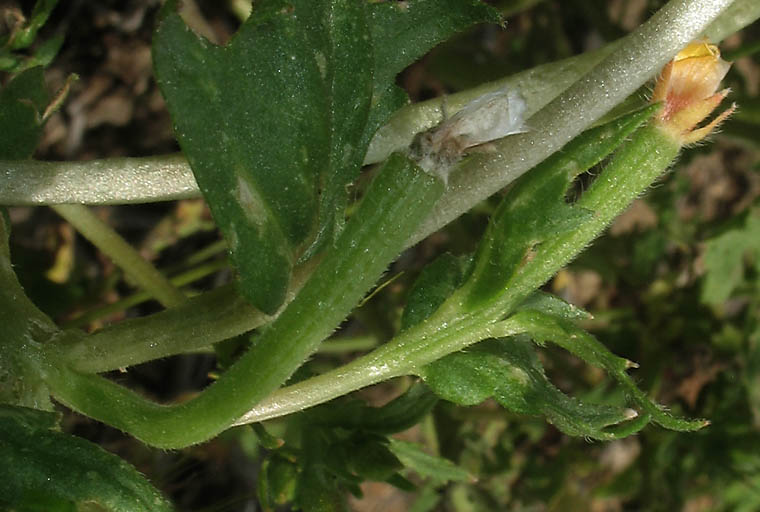 Detailed Picture 8 of Veatch's Blazing Star