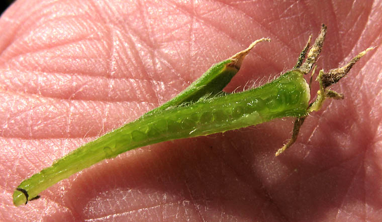 Detailed Picture 9 of Veatch's Blazing Star