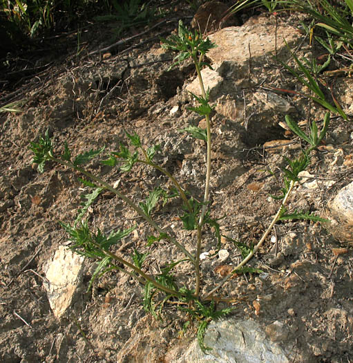 Detailed Picture 6 of Veatch's Blazing Star