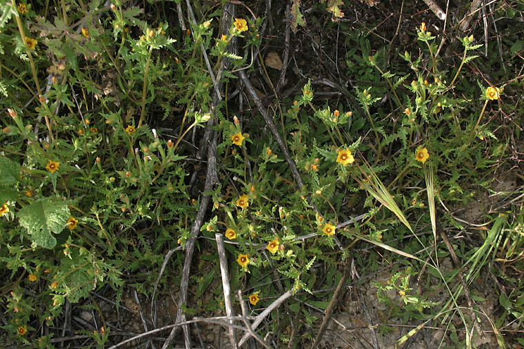 Detailed Picture 5 of Veatch's Blazing Star