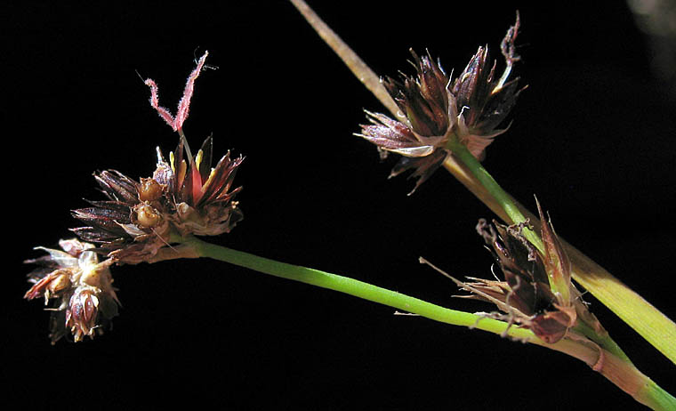 Detailed Picture 2 of Brown Headed Rush