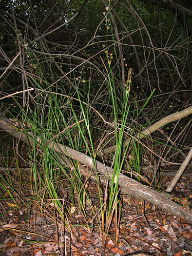 Detailed Picture 5 of Brown Headed Rush