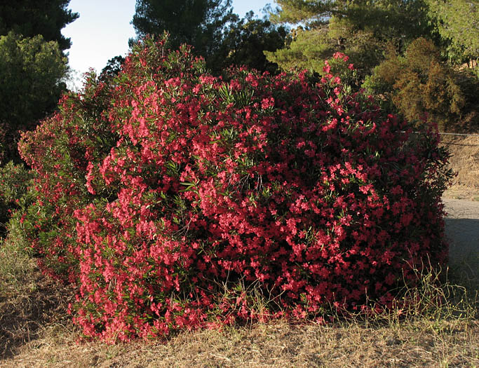 Detailed Picture 7 of Oleander