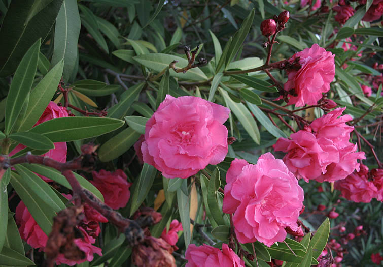 Detailed Picture 4 of Oleander