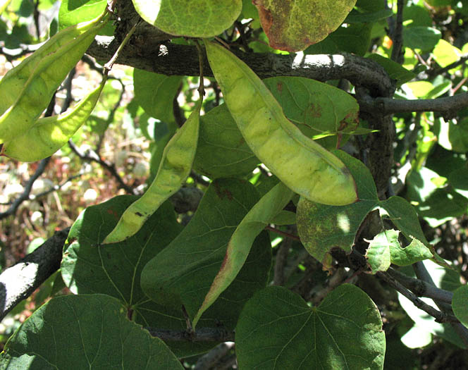 Detailed Picture 7 of Western Redbud
