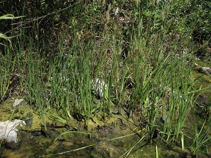 Detailed Picture 4 of Brown Headed Rush