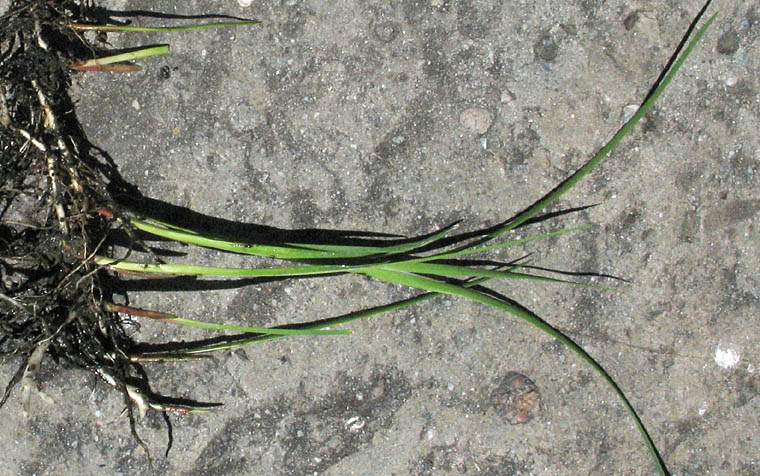 Detailed Picture 6 of Brown Headed Rush