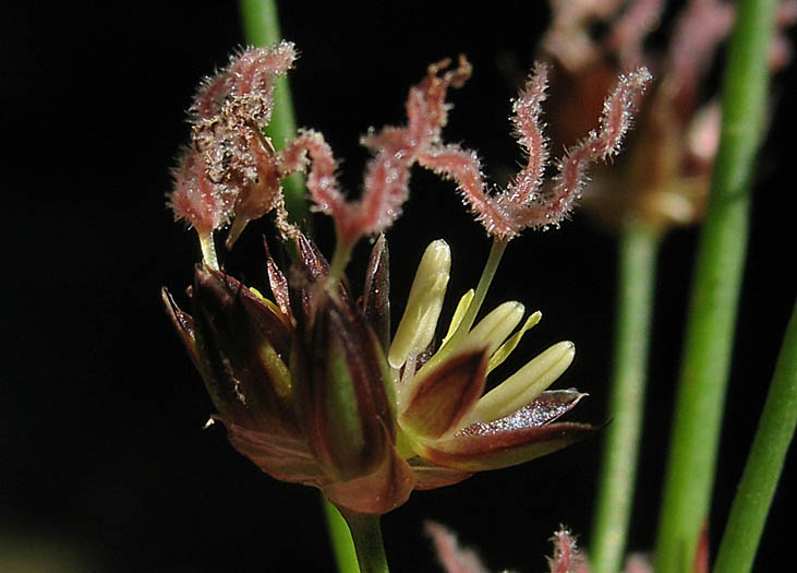Detailed Picture 1 of Brown Headed Rush