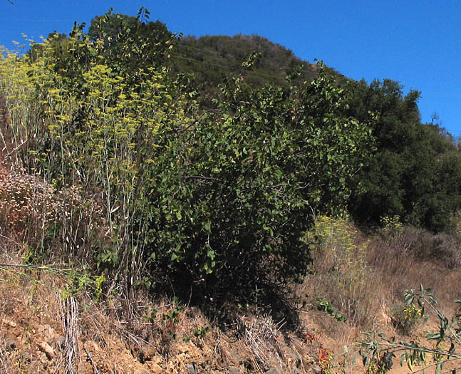 Detailed Picture 6 of Western Redbud