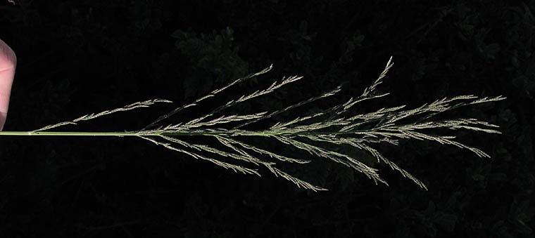 Detailed Picture 1 of Mexican Sprangletop