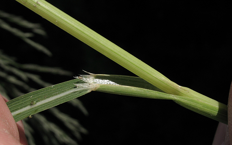 Detailed Picture 4 of Mexican Sprangletop