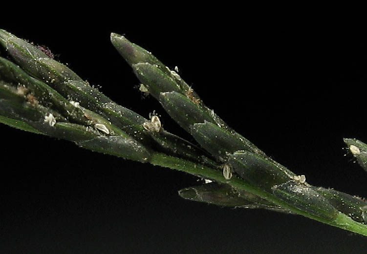 Detailed Picture 3 of Mexican Sprangletop