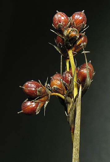 Detailed Picture 6 of Southwestern Spiny Rush