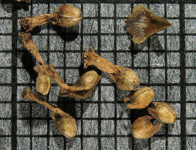 Detailed Picture 5 of Frog Fruit