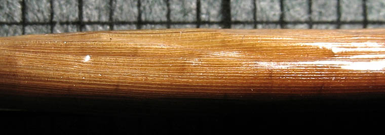 Detailed Picture 8 of Swamp Carex