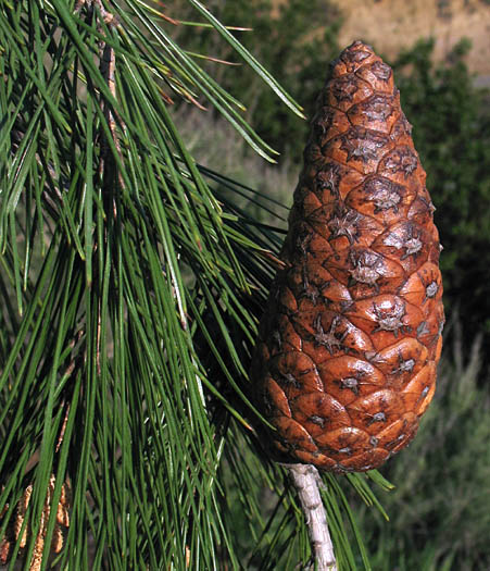 Detailed Picture 8 of Aleppo Pine