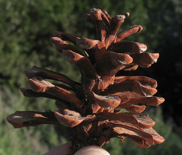 Detailed Picture 9 of Aleppo Pine