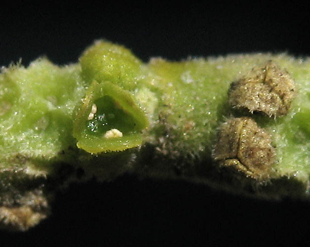 Detailed Picture 2 of Sycamore Mistletoe