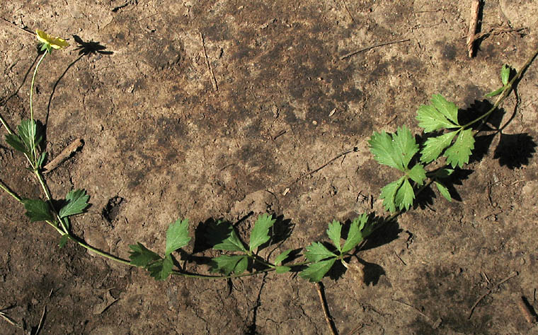 Detailed Picture 4 of English Cinquefoil
