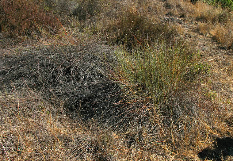 Detailed Picture 8 of Persian Knotweed